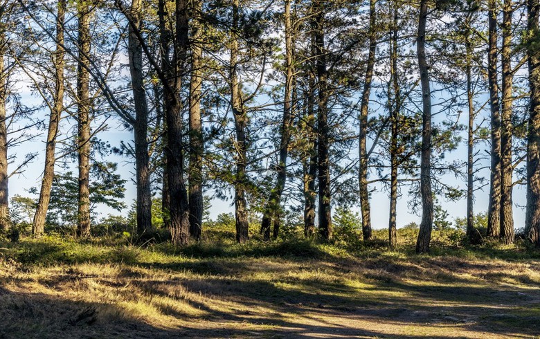加利西亞50兆瓦的生物質項目獲得1億歐元的貸款